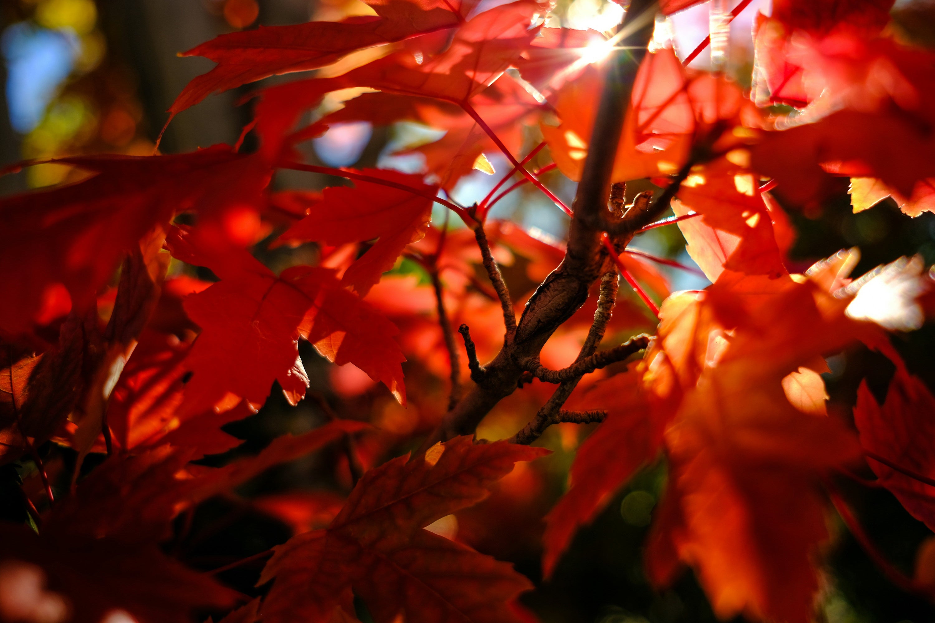 YOGA AND AYURVEDA PRACTICES FOR FALL SEASON
